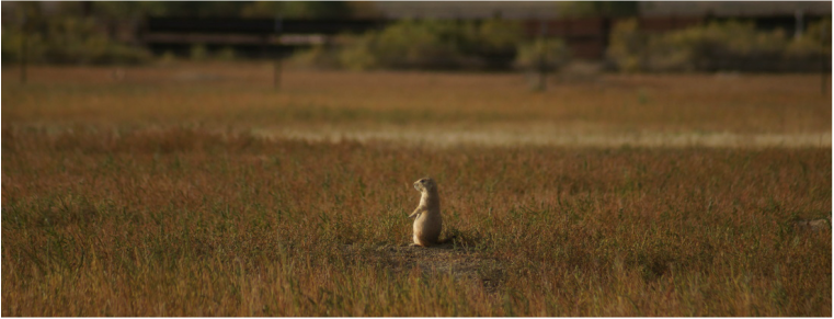 Prairie Dog Mapping