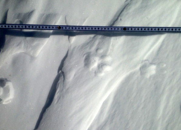 snow leopard tracks