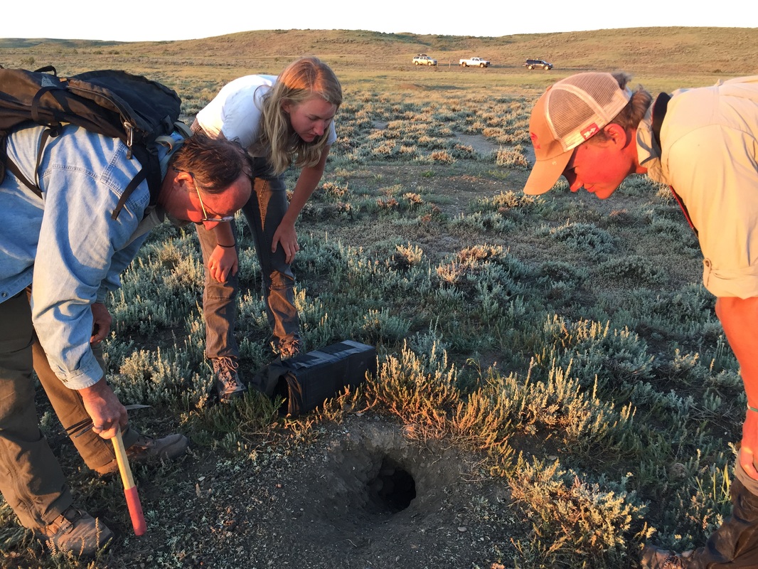 Up Close and Personal with Burrowing Owls