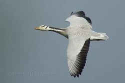 Bar-Headed Geese