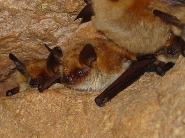 Brown Eared Bat in Cave