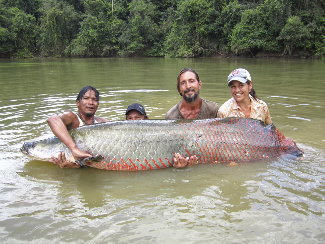 Lesley de Souza studies Arapaima