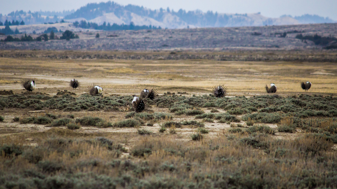 Looking for Leks on the American Prairie Reserve