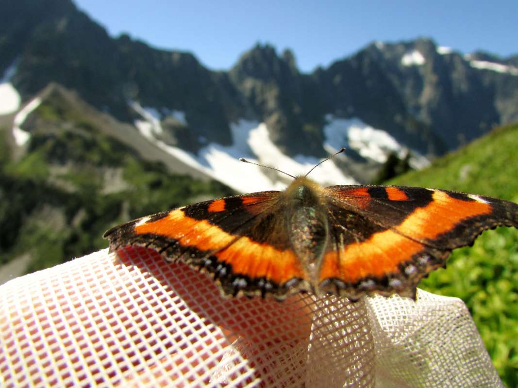 Four Must-Read Articles about Butterflies and Biodiversity