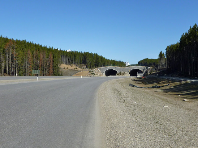 Human Powered Bicyclist Searches for Road Kill for ASC