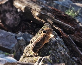 In Search of Pika, Part 2: Death and Cascade Canyons, Wyoming