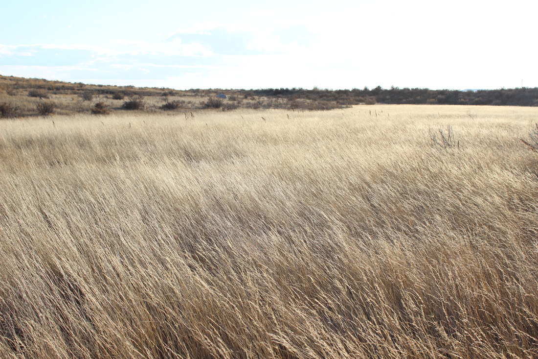 Stop, Look, Listen. Hidden Wonders of the Prairie