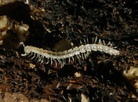 Cave Insect