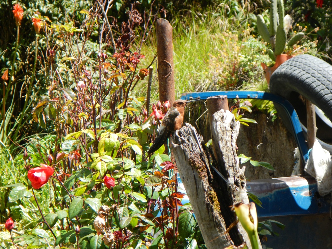 Pacific Biodiversity and The Peruvian Boogie Man