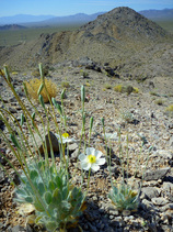 California Data Collection, rare plant, adventure, hiking for science, 