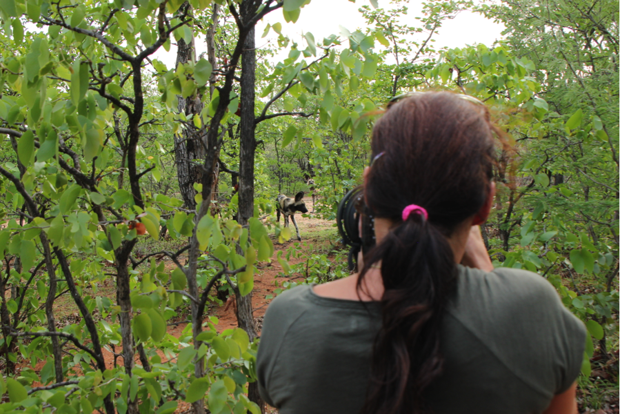 Wild Dogs in Botswana