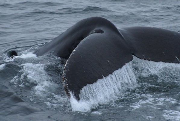 Jon Bowermaster –  Port Lockroy