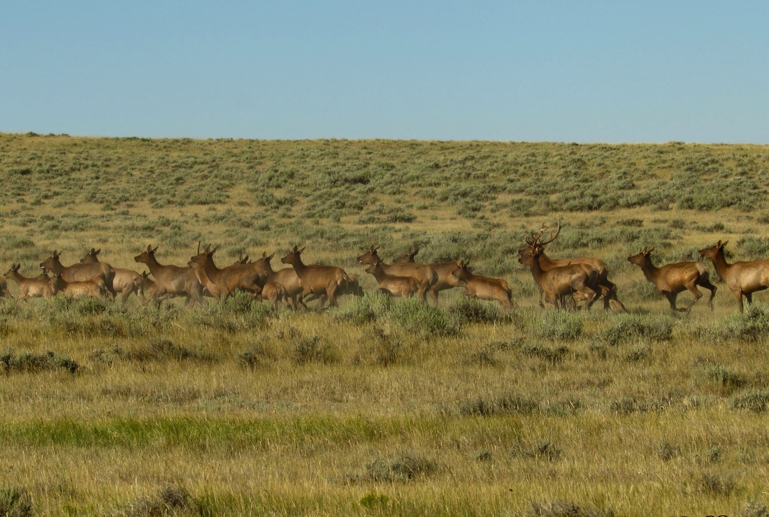 Elk Crossing!