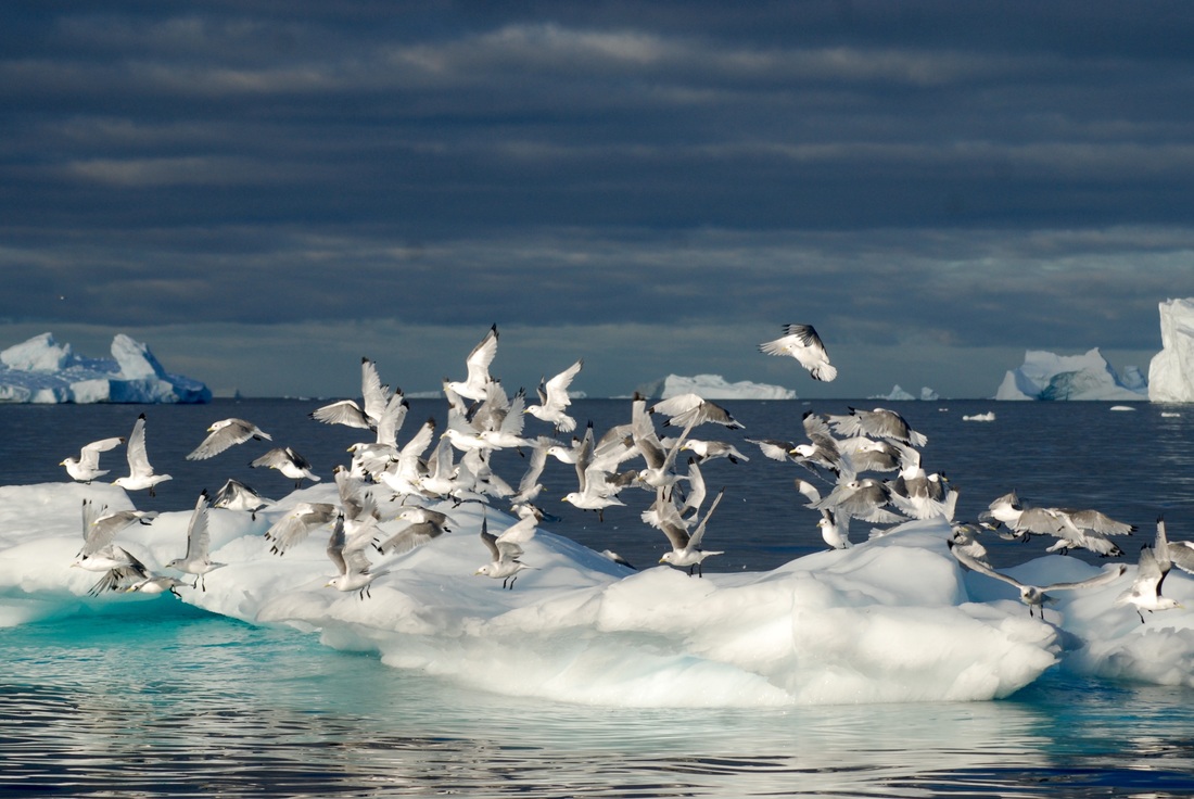 The Unearthly World of West Greenland’s Icebergs