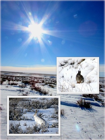 Prairie Metamorphosis