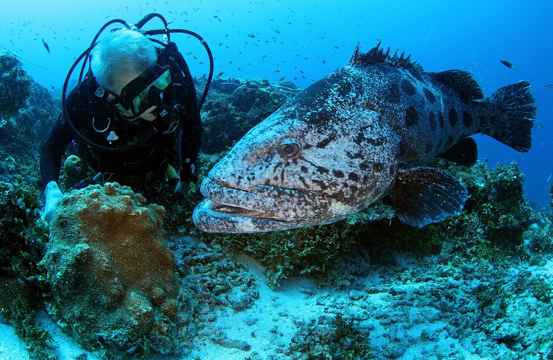 National Geographic's Pristine Seas