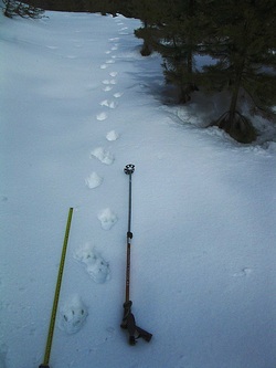 Wolverine Tracks