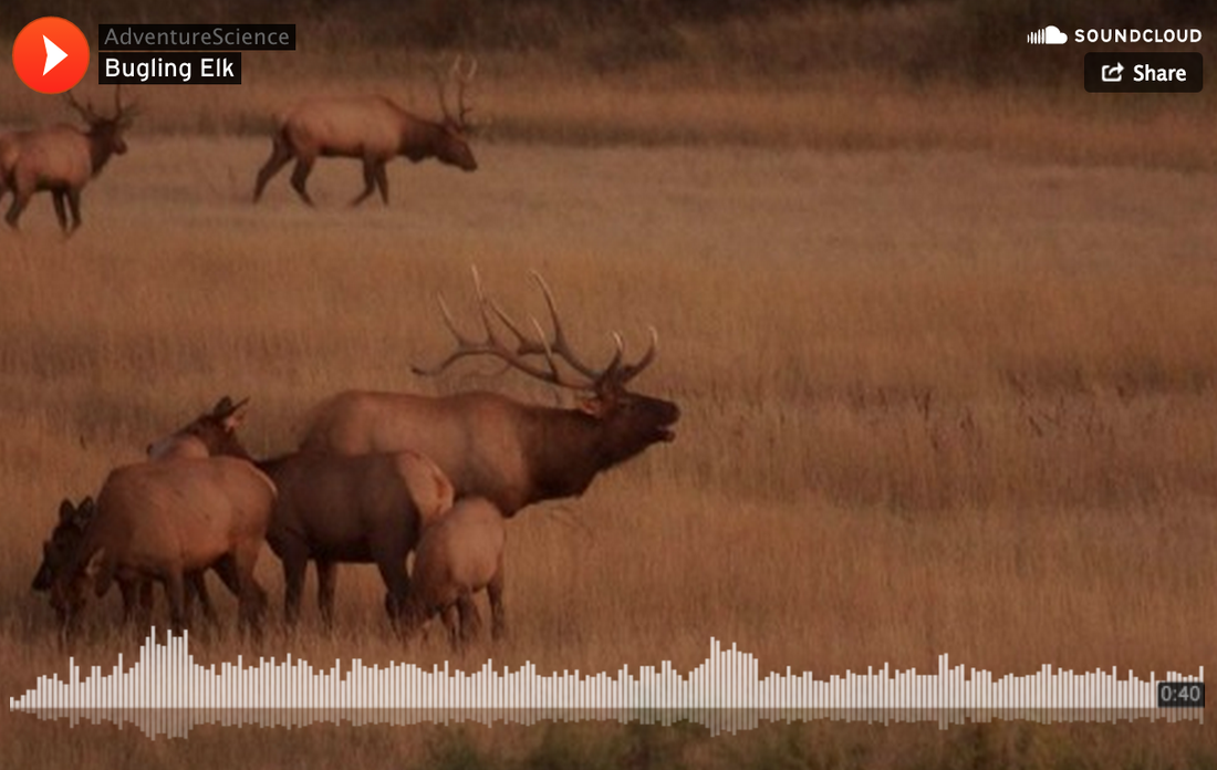 The Call of Autumn: Listen to Elk Bugling