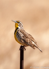 Waiting for the Meadowlark