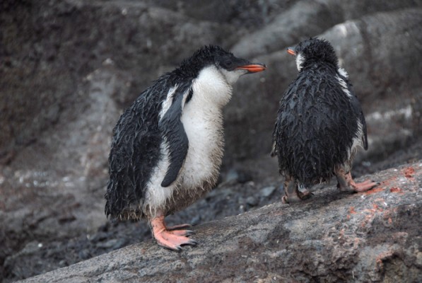 Jon Bowermaster –  Enterprise Island, Antarctica — Rain, rain go away.