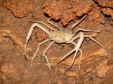 Cave Crab