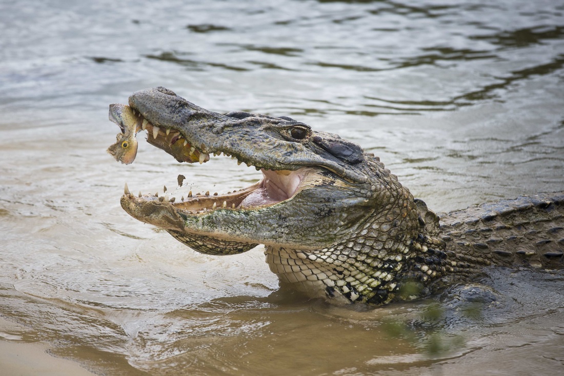 black caiman