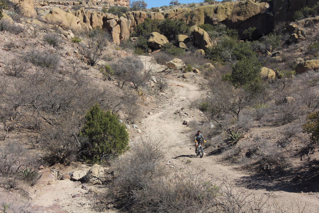 Paving the Way for Wildlife Crossings Without Boarders