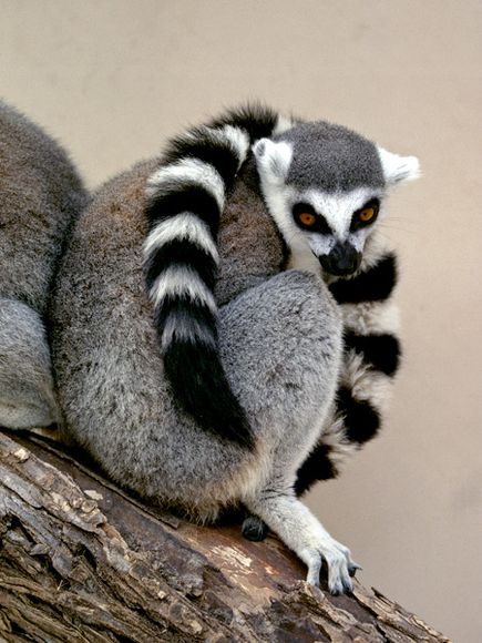 Madagascar Bike Trip looking for Lemurs