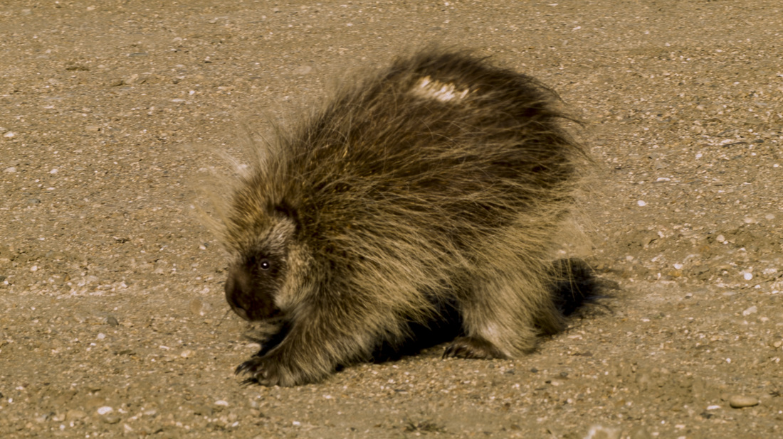 Porcupine