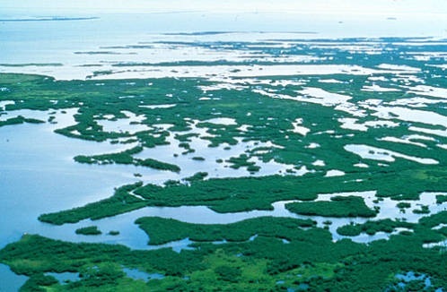 Citizen Science Through Mangrove Swamps