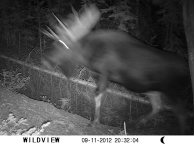 Finding out What Goes Bump in the Night: ASC sets up Wildlife Cameras to Aid Research in the Tobacco Root Mountains