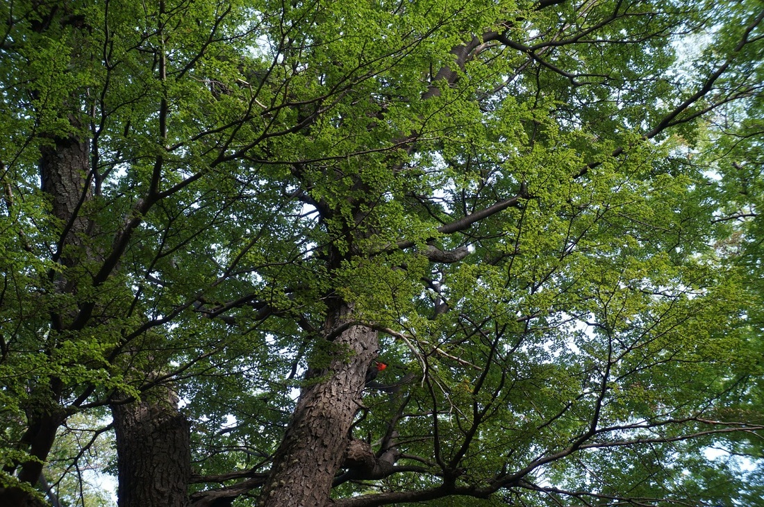 In search of Biodiversity in Patagonia