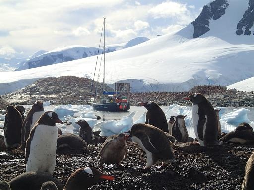 Do Whales Smell?  Searching for Science on a Sailboat in Antarctica 