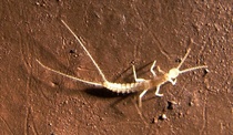 Cave Insect 2
