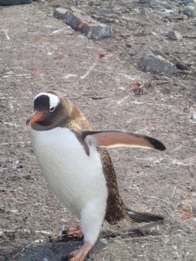 Penguins, whales and life on a ship sailing around the Antarctic Peninsula 