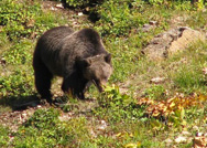 Come Track Grizzly Bears with Us