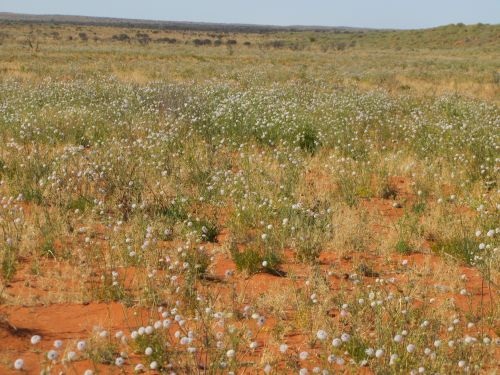 Fire Ecology in Australia’s Simpson Desert:  Andrew Harper has been observing fire ecology at work and collecting scat for ASC