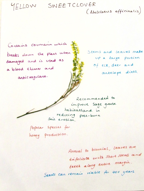 Pressed Grasses: From Preservation to Conservation