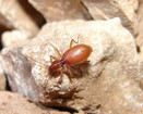 cave beetle