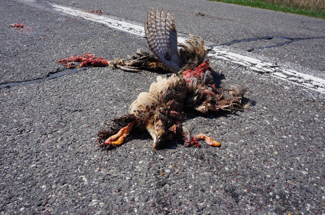 ASC Adventurers Record Road Kill Observations in Europe
