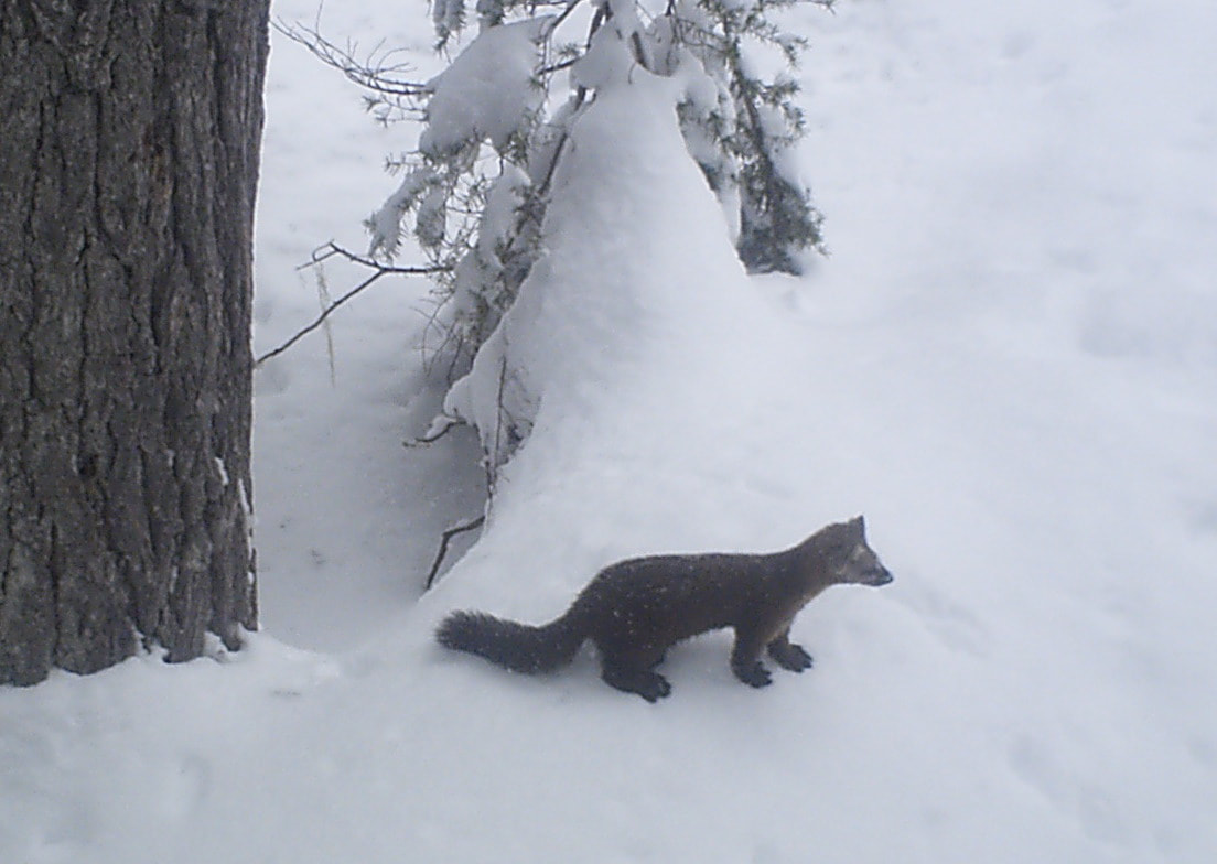 Martens Located at Last!