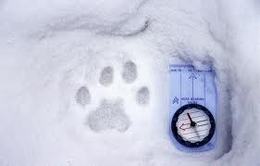 animal tracks sample, animal tracks in snow