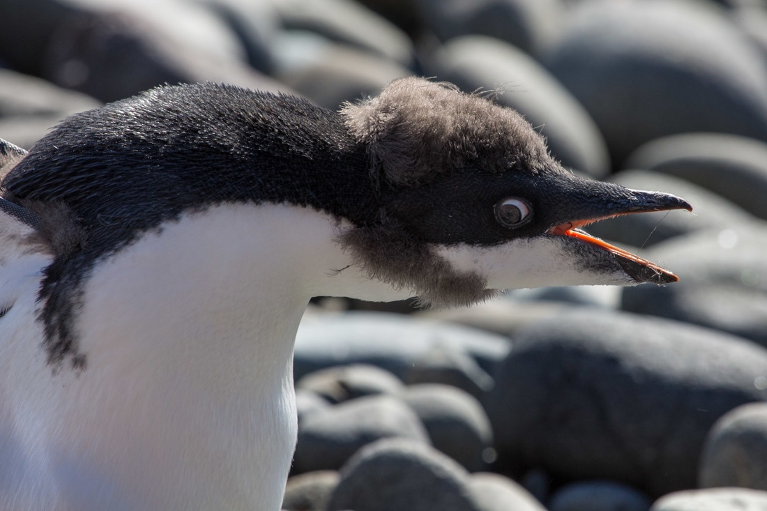 Penguin Hairstyles and Humpback Flukes