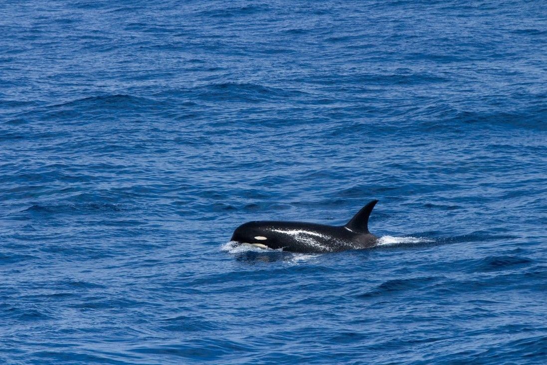 First Underwater Footage of Rare Type D Killer Whales