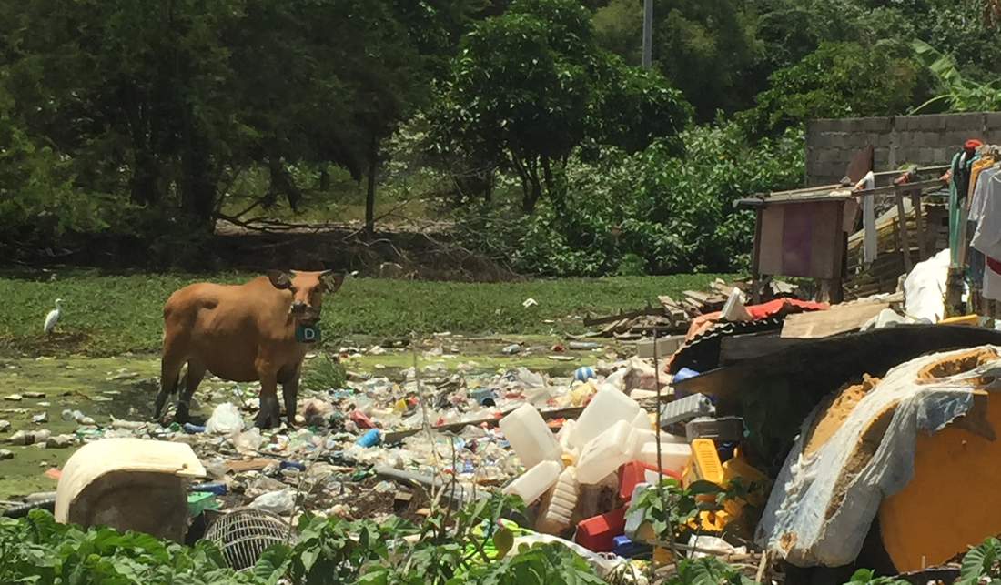 Cow wanders amid plastic waste and other trash in Bali.