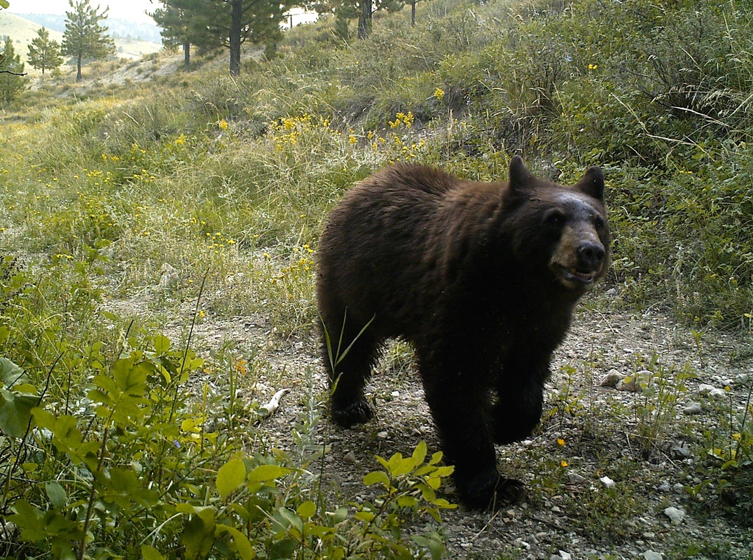 black bear on the prairie