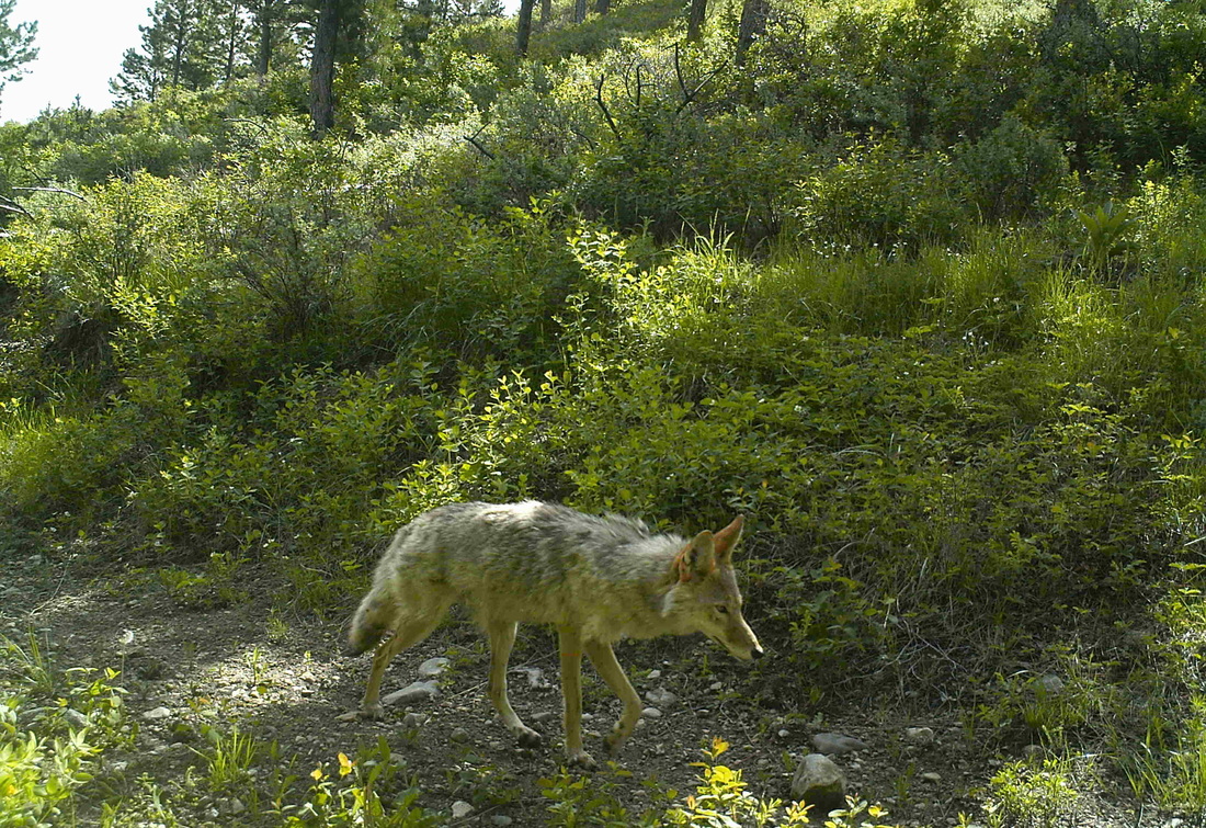 adult coyote wild sky ranch