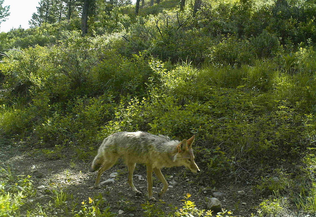adult coyote LM camera trap