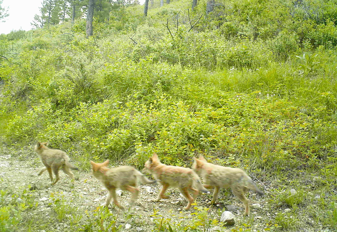 coyote pups