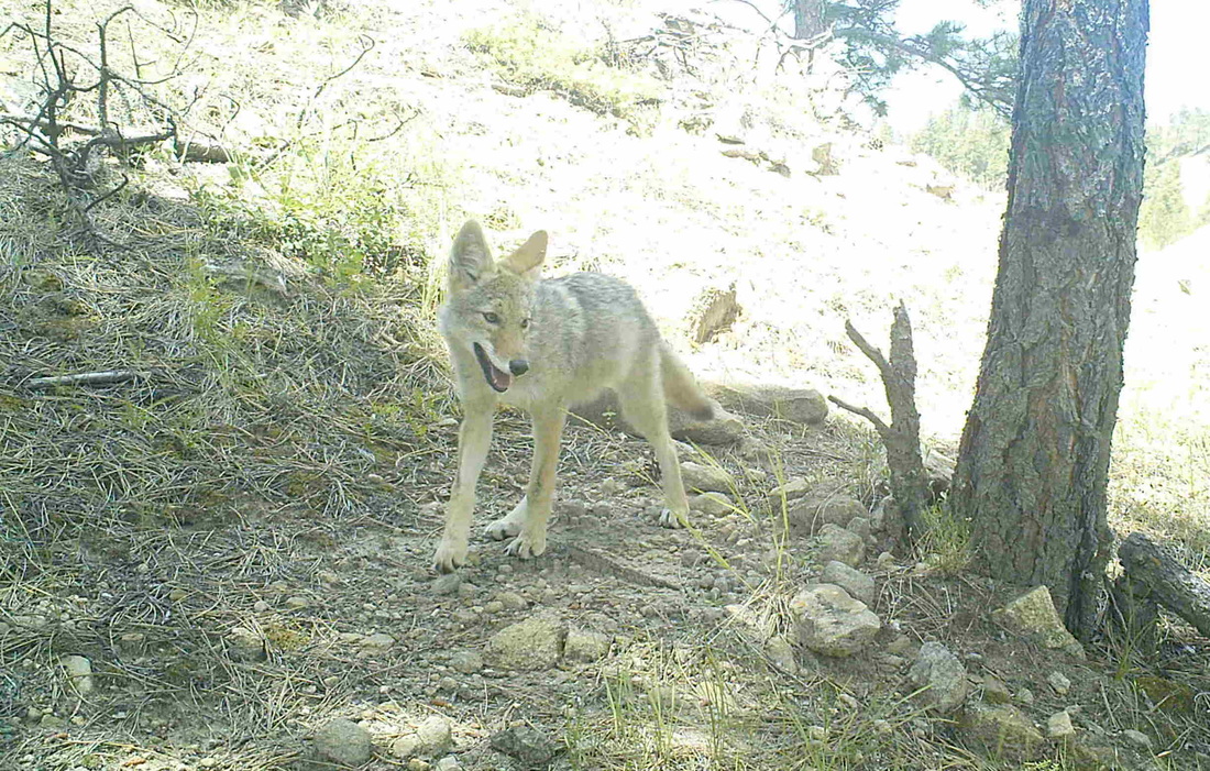 adult coyote wild sky